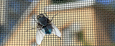 Moskitiery - ochrona przed insektami Moskitiery - ochrona przed insektami